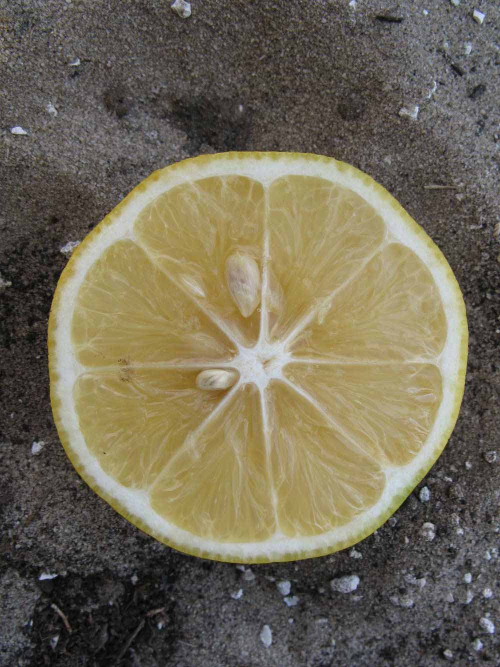              Fruit cross-section of  Citrus meyeri         (Meyer, Winter Haven, FL)       